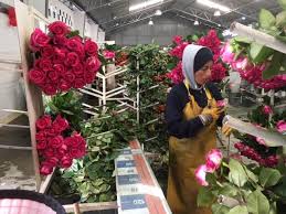 Maybe you would like to learn more about one of these? South American Farm Direct Flowers