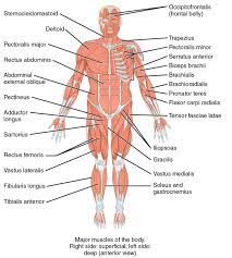 List of skeletal muscles of the human body - Wikipedia