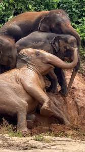 Elephant Rescue: Unleashing Freedom at Elephant Nature Park