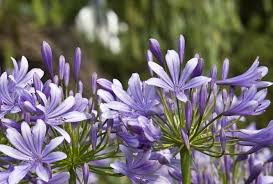 Agapanthus Makes A Decent Fire Break A Common Enough Flower In South African Gardens Agapanthus Can Serve As A Fire Break If You Fynbos Lilium Flower Plants