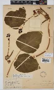 Image result for Canavalia africana