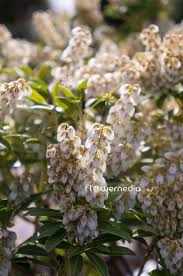 Image result for Pieris japonský debutante obrázek