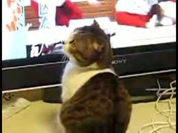 Image result for tbn:Z_XyLVGl0ZUU6M::www.palvoice.com/forums/imgcache08/1349.gif