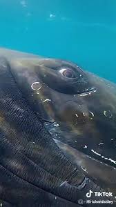 Pin On God S Critters