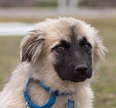 Starr farm park also features. Vt Dog Rescue