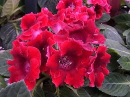 Gloxina Sinningia Hybridus Good In Shaded Areas Http Www Thegardenhelper Com Gloxinia Html Garden Helpers Plants Flowers