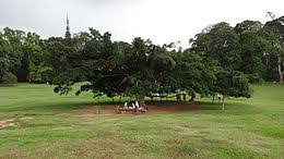 Die englischen kolonialherren schmuggelten samen dieses baumes von brasilien nach sri lanka und pflanzten hier im jahr 1876 die ersten bäume. Peradeniya Wikipedia