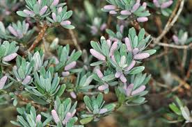 Image result for Solenangis conica