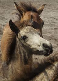 Image result for IRAN HORSES