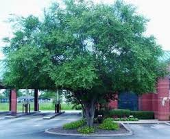 Pin On Trees