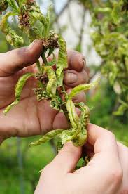 You can add location information to your tweets, such as your city or precise location, from the web and via. 7 Point Action Plan For Safe Plant Pest Control The San Diego Union Tribune