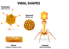 Pin On Biology Study Guides