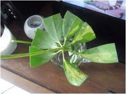 Dwarf Umbrella Tree 101 Care And Growth Of Schefflera Arboricola Umbrella Tree Umbrella Plant Propagating Plants