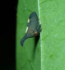 Image result for Blepharis inopinata