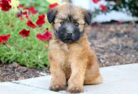 View our available soft coated wheaten terrier puppies. ÙˆØ±Ù‚Ø© Ø§Ù„Ø´Ø¬Ø± Ùˆ Ù…Ø¶ÙŠÙØ© Soft Coated Wheaten Terrier Hypoallergenic Outofstepwineco Com