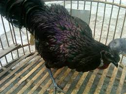 Ayam Bekisar Cemani Ayam Ternak Ayam Warna