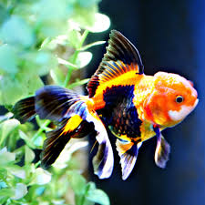 Latest news headlines and events l abc news live. Goldfish For Sale Online All Pictures Are Taken By Windsor Fish Hatchery They Are Of The Exact Goldfish You Will Receive Oscar Fish Goldfish For Sale Cool Fish