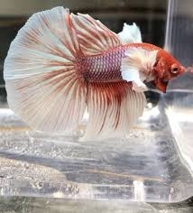Pin On Beautiful Betta Fish