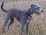 Mini Long Haired Whippet