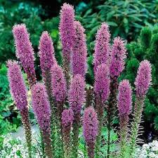 Maybe you would like to learn more about one of these? 21 Top Cutting Garden Flowers Swallowtail Garden Seeds