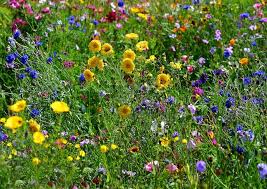 Check spelling or type a new query. Wildflowers Nz Flower Seeds Wildflower Garden Wild Flowers