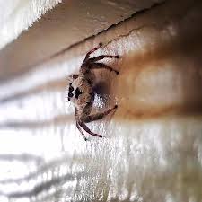 They occur throughout the state in different landscapes, with the arizona brown spider and the black widow inhabiting desert areas. Baby Huntsman Photograph By Ed Swain