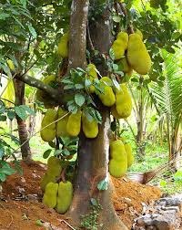 Mera Gaav Bahirwali An Essay About My Village Bahirwali Jackfruit Tree Jackfruit Trees To Plant