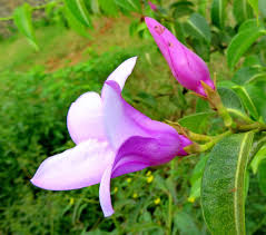 Image result for Wahlenbergia madagascariensis