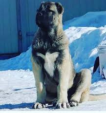Gunaydin Dostlar Kangalkopegi Kangalyavrusu Kangal Kurt Kopek Malakli Agbas Akbascobankopegi Anadolucoban 2020 Kangal Kopegi Akbas Evcil Hayvanlar