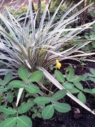 Como Esta De Linda La Planta Cinta Y La Gramita De Flor Amarilla Plants Photo Four Square