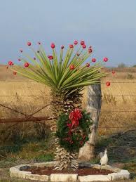 Cactus is a type of succulent that can root in either water or dirt. Texas Christmas Tree Texas Christmas Texas Christmas Tree Cowboy Christmas