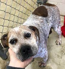 Adopt Nebula On Petfinder English Bulldog Humane Society Nebula