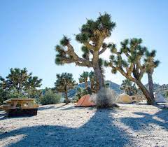Camping At Joshua Tree Is Beautiful The Weather Is Perfect And The Scenery Is Breathtaking I Wanted To Capture Camping Hacks Tent Camping Camping And Hiking