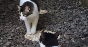 Check spelling or type a new query. Sebaiknya Mawas Diri Arti Mimpi Melihat Kucing Hitam Atau Putih Ternyata Memiliki Pertanda Buruk Dalam Kehidupan Begini Penjelasan Lengkapnya