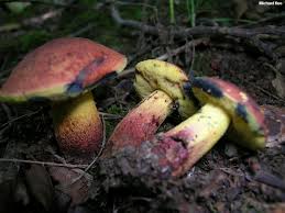 Image result for Boletus projectelloides