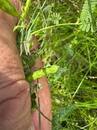 Image result for Aeschynomene cristata