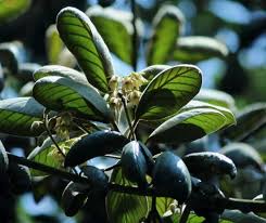 Image result for Synsepalum passargei
