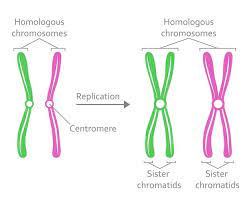Check spelling or type a new query. Homologous Chromosomes Https Scienceterms Net Biology Homologous Chromosomes Chromosome Chromosome Structure Molecular Genetics