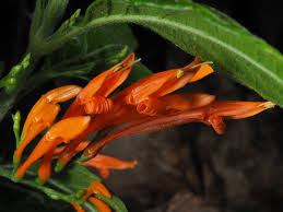 Image result for Justicia spicigera