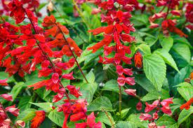 Salvia Divinorum Stock Photos And Royalty Free Images Vectors And Illustrations Adobe Stock 5x, 10x, 20x, 30x, and 40x. salvia divinorum stock photos and