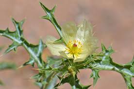 Image result for Argemone