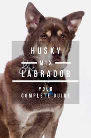 Husky Lab Mix A Complete Guide To The Huskador Dog