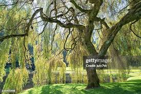 Image result for Salix babylonica