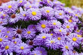 13 Fioriture Autunnali Fito Fiori Autunnali Fioritura Fiori Viola