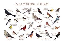 Texas Backyard Birds Field Guide Art Print Bird Poster