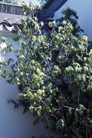 Image result for Vernonia praecox