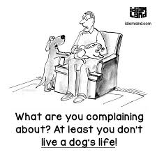 Idiom Of The Day Live A Dog S Life Meaning To Have An Unhappy Or Miserable