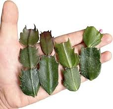 Image result for cactus cuttings