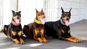 Browse thru doberman pinscher puppies for sale near fort lauderdale, florida, usa area listings on puppyfinder.com to find your perfect puppy. Doberman Pinscher Puppies For Sale Near Me Home Facebook