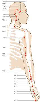 Acupuncture Points On Your Head Neck Face Smarter Healing